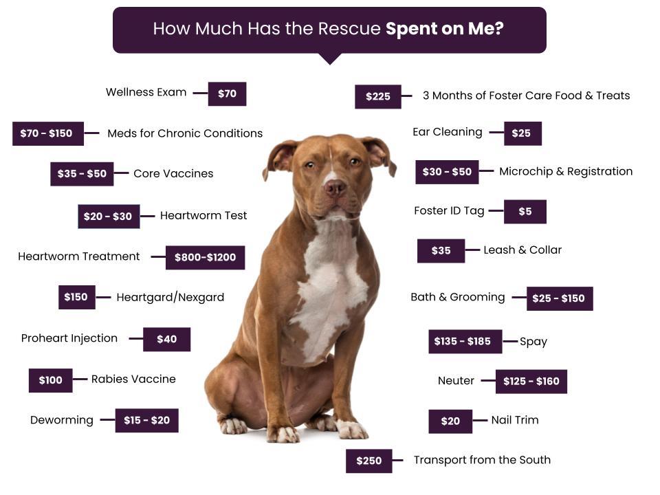 Street Savvy Dog Rescue Fee Graphic (1)